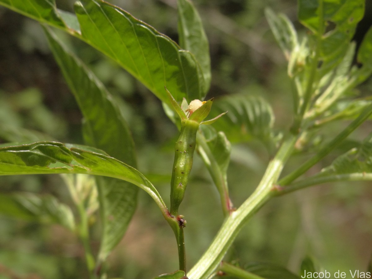 Ludwigia hyssopifolia (G.Don) Exell